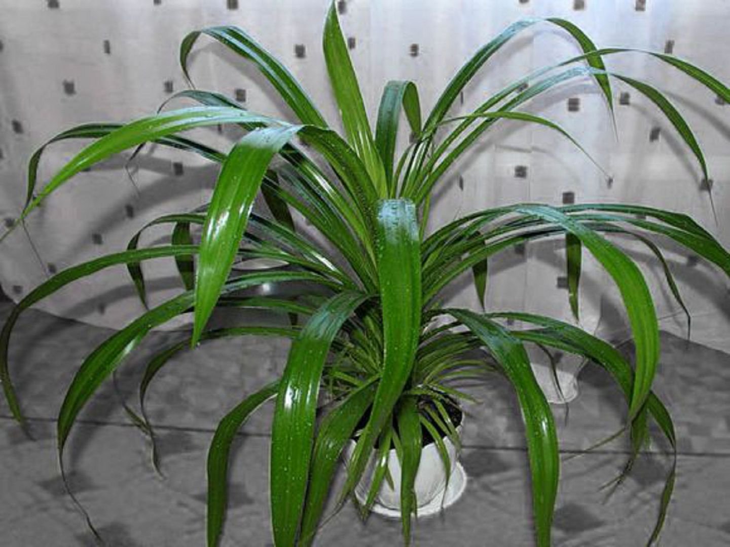 Растение С Узкими Длинными Листьями Фото