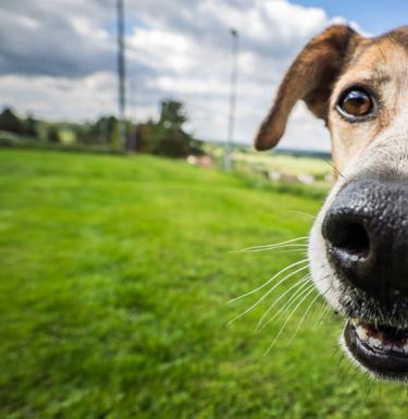Apa artinya hidung anjing kering?