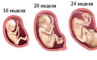 Ощущения женщины на четвертом месяце беременности, размер живота и развитие плода, возможные осложнения Живот на сроке 4 месяцев