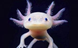 Cara merawat axolotl naga air axolotl naga air meksiko